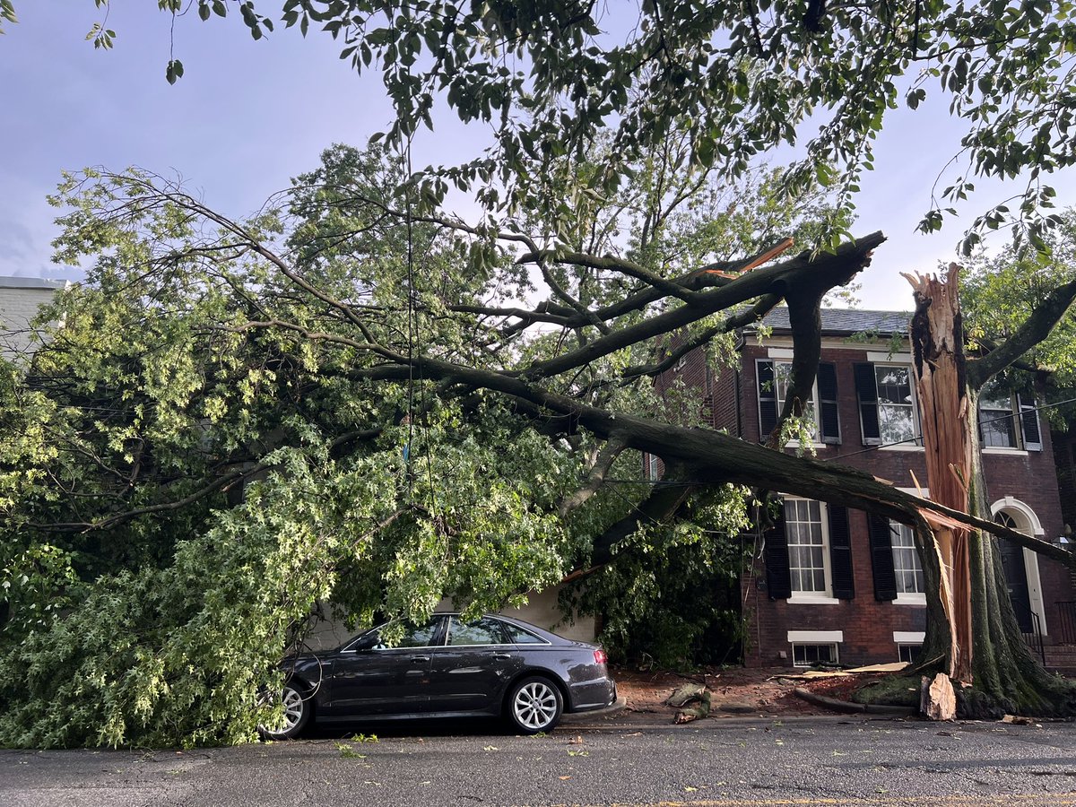 Wild 80mph storms passed through #Alexandria this afternoon. Sad to see this beautiful tree down but thankful everyone’s okay!
