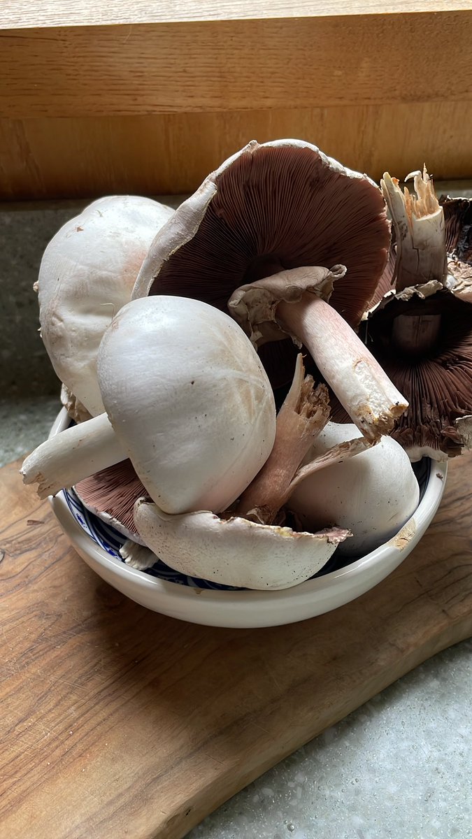 amboothstoke's tweet photo. Agaricus Campestris foraged canal side!    #freegan #foraging https://t.co/yEzlcO5VOR