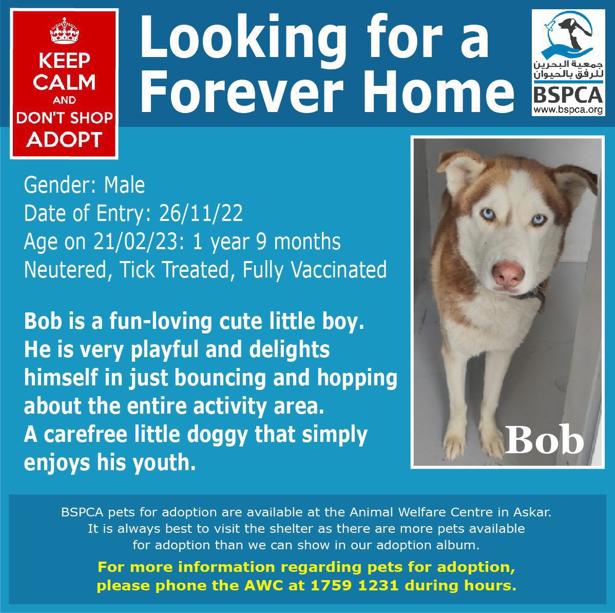 BSPCA_BH's tweet photo. Who wouldn’t love a doggo called Bob 😍

Bob is carefree and joyful and is in need of a furever home 🏡 

📞: 17591231

#Bahrain #SPCA #Adopt #rescue #AnimalWelfare #dogs #cats #charity #bspca #donate #Wildlife #DogsOfTwitter #volunteer #husky https://t.co/BnXWGdxhJD