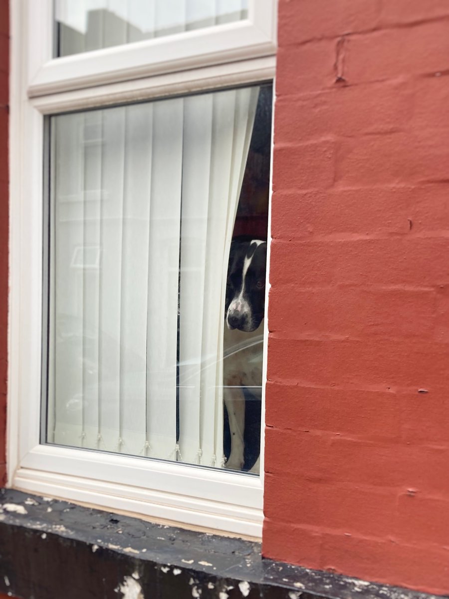 LaikaMuttnik's tweet image. Seeing two window dogs one after the other put a happy grin on my face♪😊🐕🐩

窓犬さんを立て続けに見かけてなんかラッキーハッピー♪(*´∀｀*)

#windowdog #dogsoftwitter #dogstagram #窓犬 #わんすたぐらむ