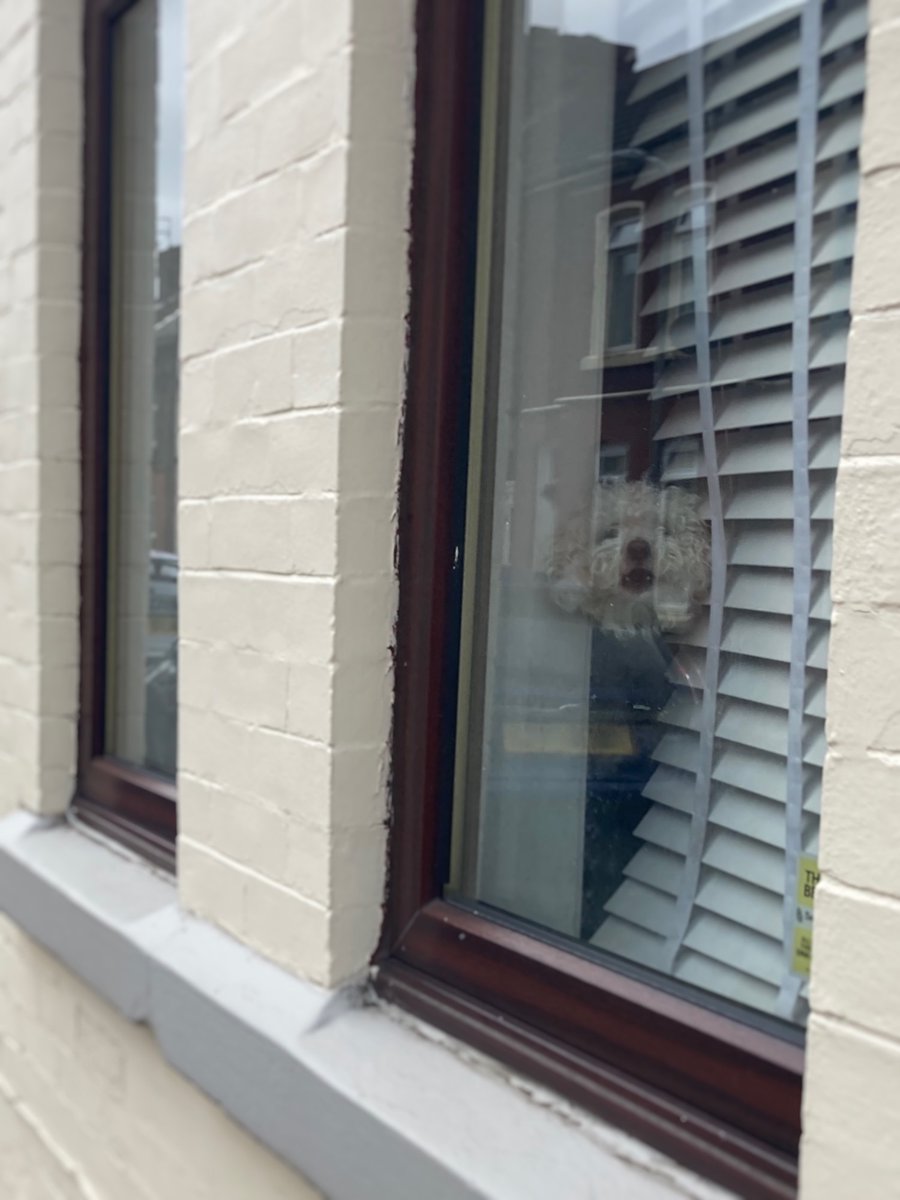 LaikaMuttnik's tweet image. Seeing two window dogs one after the other put a happy grin on my face♪😊🐕🐩

窓犬さんを立て続けに見かけてなんかラッキーハッピー♪(*´∀｀*)

#windowdog #dogsoftwitter #dogstagram #窓犬 #わんすたぐらむ