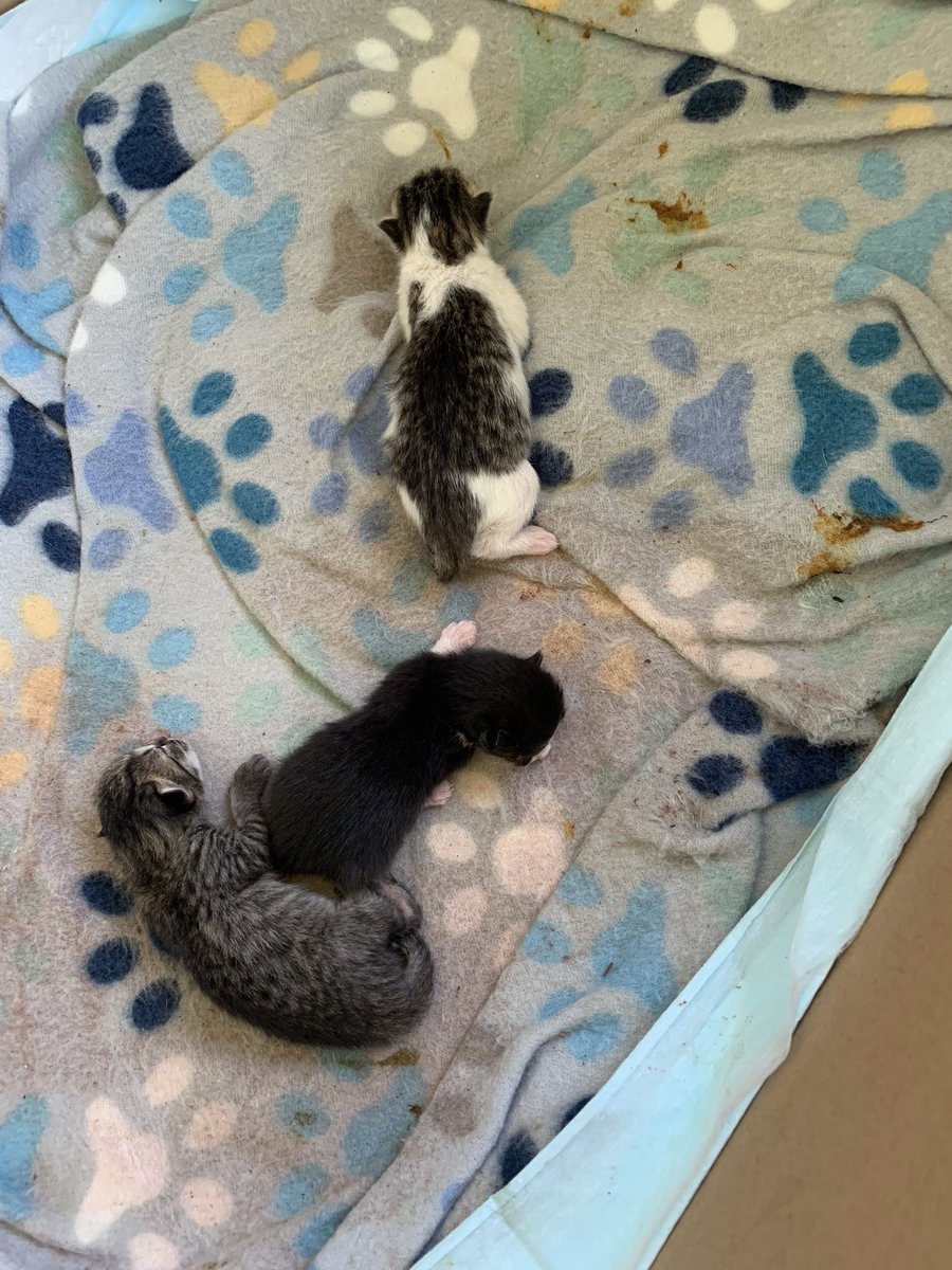 Sweet new babies ❤️