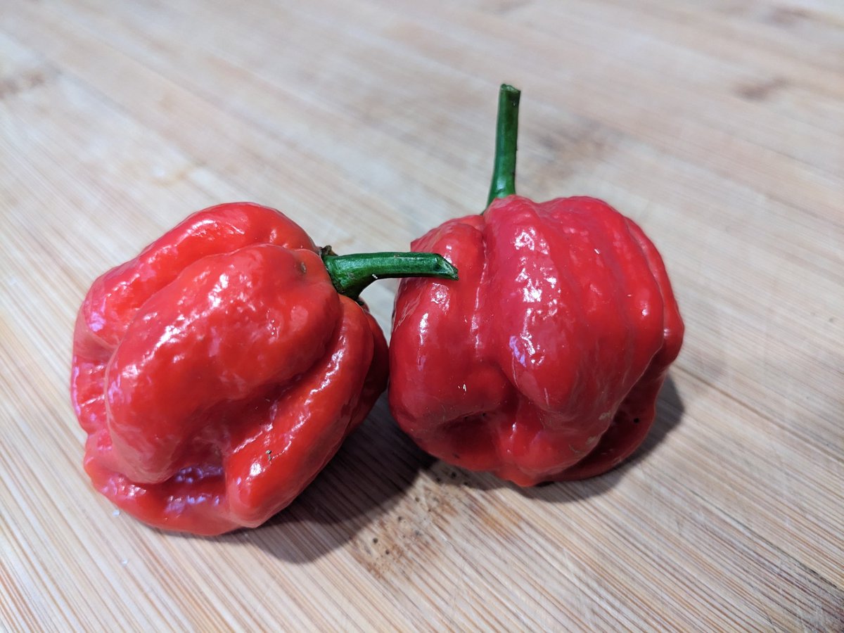 keithmorris's tweet photo. Well these look dangerous 🥵. First little harvest off my Trinidad Scorpion 🦂 pepper plant. 

#Spicy https://t.co/PlS7OoWZkx
