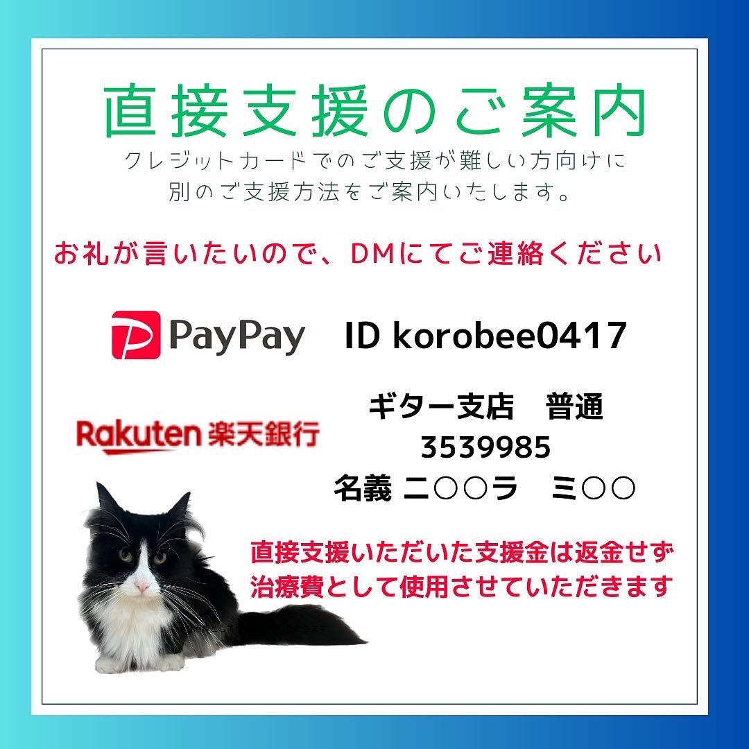 投薬44日目
元気◎ 食欲◎ うんち◎
今日はコロちゃんにガブリと強く噛まれて思わず涙目🥹
あまりにも痛すぎて泣いてしまいました😭
主人にはしないのになあ…。特に指遊びをしていた訳ではなく、お尻叩いて〜とすり寄ってきたけど叩きすぎたかな😭
#FIP闘病中 #ノルウェージャンフォレストキャット