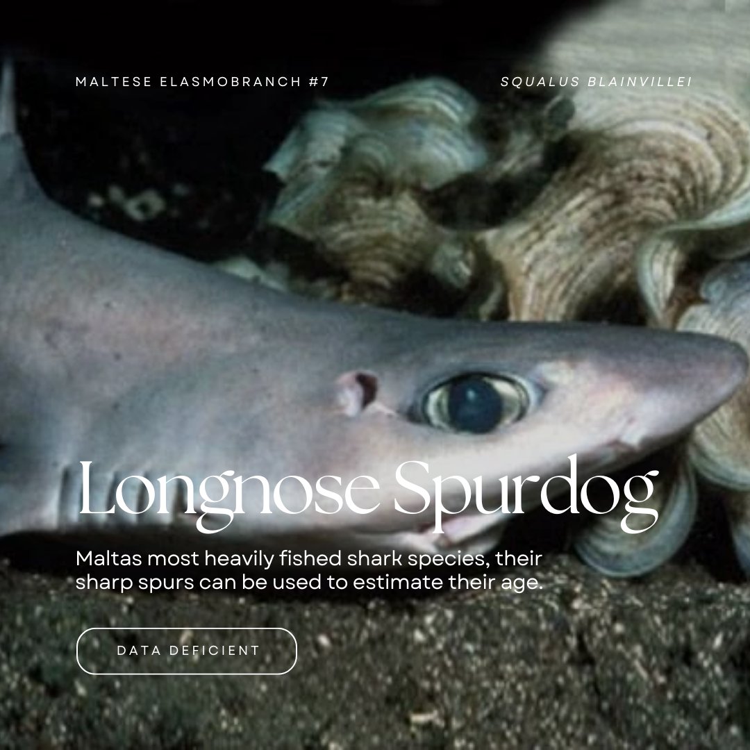 Sold as Mazzola in Malta, they're among the most commonly eaten sharks in Europe. Despite this the Longnose Spurdog is also the only shark in the Mediterranean listed as Data Deficient by the IUCN. They have spurs on their dorsal fins which can be used to predict age and maturity