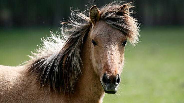 Swisshealthmed's tweet image. Pferdegestützte psychiatrische, psychologische Therapie scheint Verhaltensprobleme von Männern und Frauen, die unter einer Substanzgebrauchsstörung leiden, erheblich zu verbessern. Studie von tschechischen Wissenschaftlern. Zeitschrift PLOS One veröffentlicht. 
#Therapie #Pferd