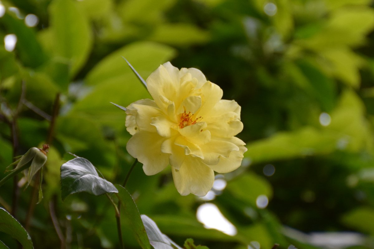 MyGarden_Uk's tweet photo. A couple of Morning Roses for #SundayYellow 

@des_farrand
#BeautifulFlowers #Nature #DayPhotos #Flowers #ColoursOfNature #Flowers #Yellow #Sunday #LightYellow https://t.co/5tXO5hNQyE