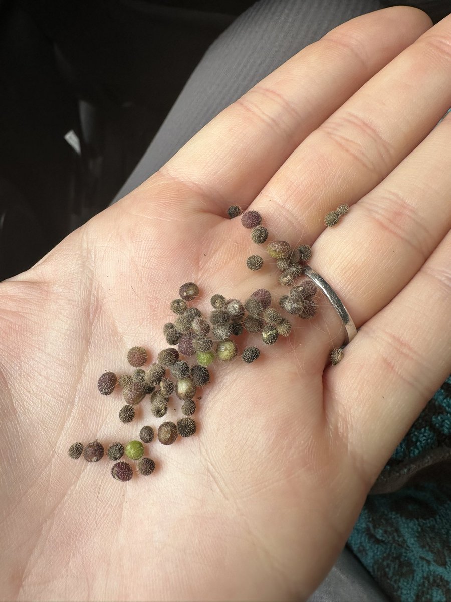 Not my idea of an ideal Sunday, if you know you know. Thanks Winnie 😡 #cockapoo