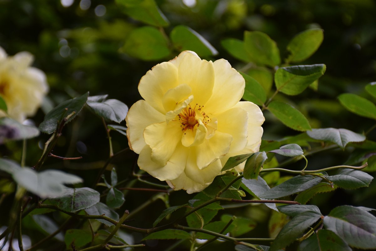 MyGarden_Uk's tweet photo. A couple of Morning Roses for #SundayYellow 

@des_farrand
#BeautifulFlowers #Nature #DayPhotos #Flowers #ColoursOfNature #Flowers #Yellow #Sunday #LightYellow https://t.co/5tXO5hNQyE