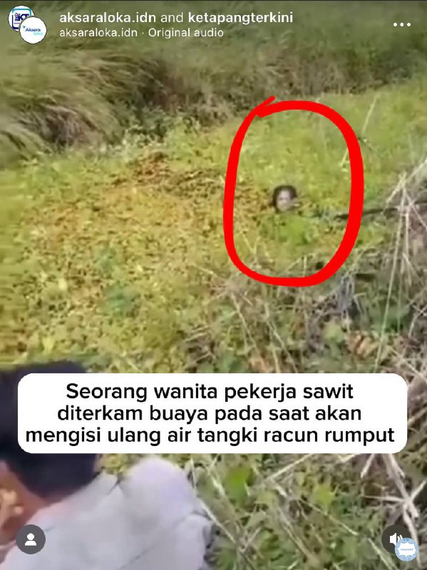 convomfs's tweet photo. 💭 tw // buaya

kejadian di dom sender, Kalbar
serem banget buaya lagi pada kenapa sih akhir-akhir ini😭
infonya korban sempat ditenggelamkan buayanya 90 menit tapi dia selamat dan udah dirujuk ke RS Kalteng https://t.co/DYDYxINIAG