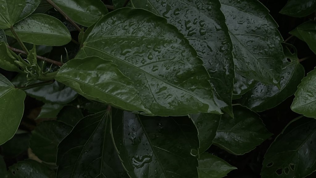 uranus1I's tweet photo. Rain
Book
Matcha https://t.co/pZowSSDTz2