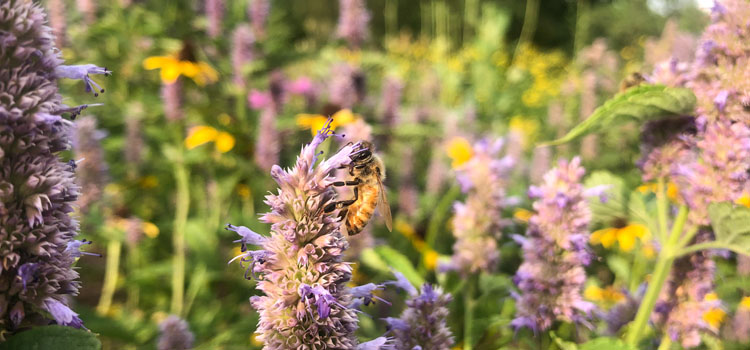 Dogwood Alliance tweet media