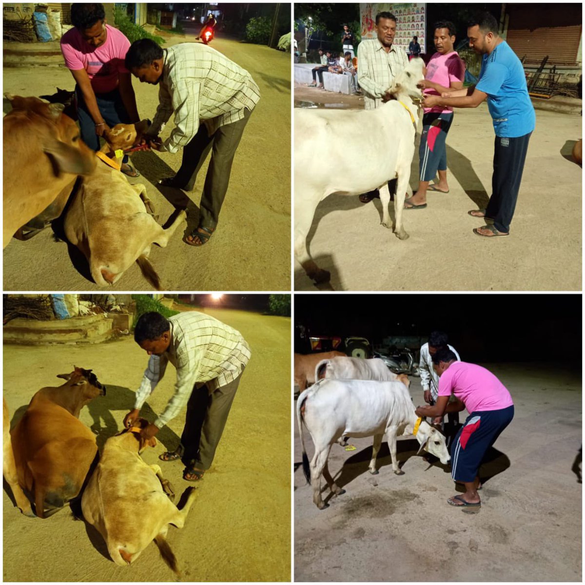 IASTripathiCG's tweet photo. #Radium belt and #tagging block basana district Mahasamund #AnimalWelfare #Continuation #AnimalRelocation @ChhattisgarhCMO @MahasamundDist @RChoubeyCG @DPRChhattisgarh https://t.co/LSBABKRubt
