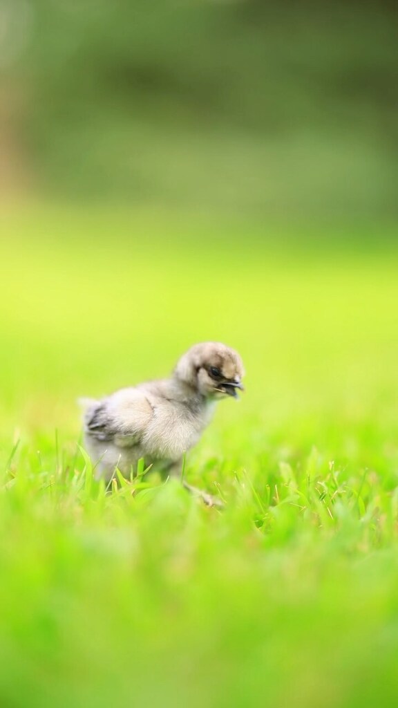 pocketmacro's tweet image. Happy chickens are the best chickens 🥰 
#chickens #fluffychickens #happychickens #silkies #silkiechickenshttps://instagr.am/reel/CvUlpVCL7hU/