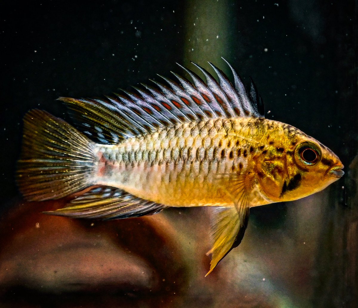 picotin0124's tweet photo. Ap.sp.Guaviare

#アピスト
#アピストグラマ
#apistogramma 
#グァビアーレ
#guaviare
#アクアリウム
#aquarium
#熱帯魚
#tropicalfish https://t.co/SuTdLwmnr4