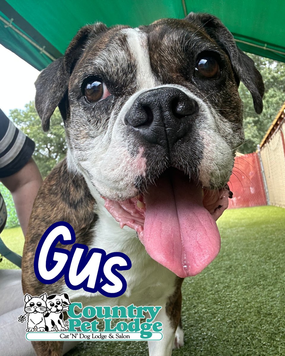 CountryPetLodge's tweet photo. πΎGus the Grinning Beagle! ππΆ Soaking up the sun with tongue out and tail waggin', living his best life in our playyard at Country Pet Lodge! ππΎ #Gus #HappyBeagle #SunshinePup #PlaytimeFun #HappyPup #BeagleMix #BeagleX #BeagleCross #DoggoHappiness #HappySunday https://t.co/6sF6I7RqV8