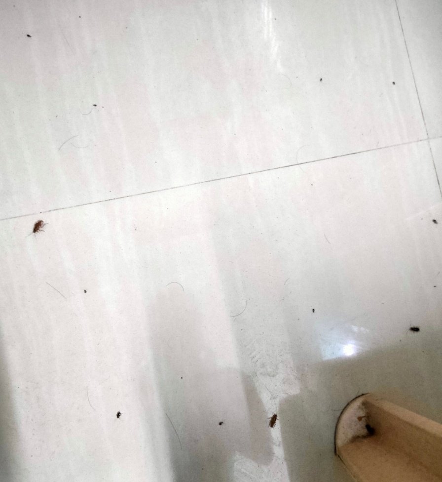 ThalapathyVjjjj's tweet photo. Then I got a room with full of dust and the restroom was not cleaned for nearly 6 Months. I got severe cold and fever after staying there for one night. Room was full of cockroaches and it was the worst experience I had in my life.
#Oyo #OyoScam https://t.co/fyk9catYag
