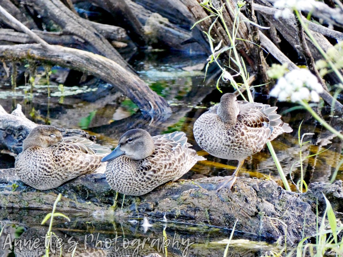 WylieAnnette's tweet photo. It sure was fun watching this family! @ctvsaskatoon @GlobalSaskatoon @NaturehawkPhoto @Picfair @PicPublic @Melissa14939488 @YourSaskatoon #duckfamily #familyoutting #NaturePhotography #naturelovers #familyfunday #beautifulday #viewbug #nature https://t.co/kB0GgCNQ1e