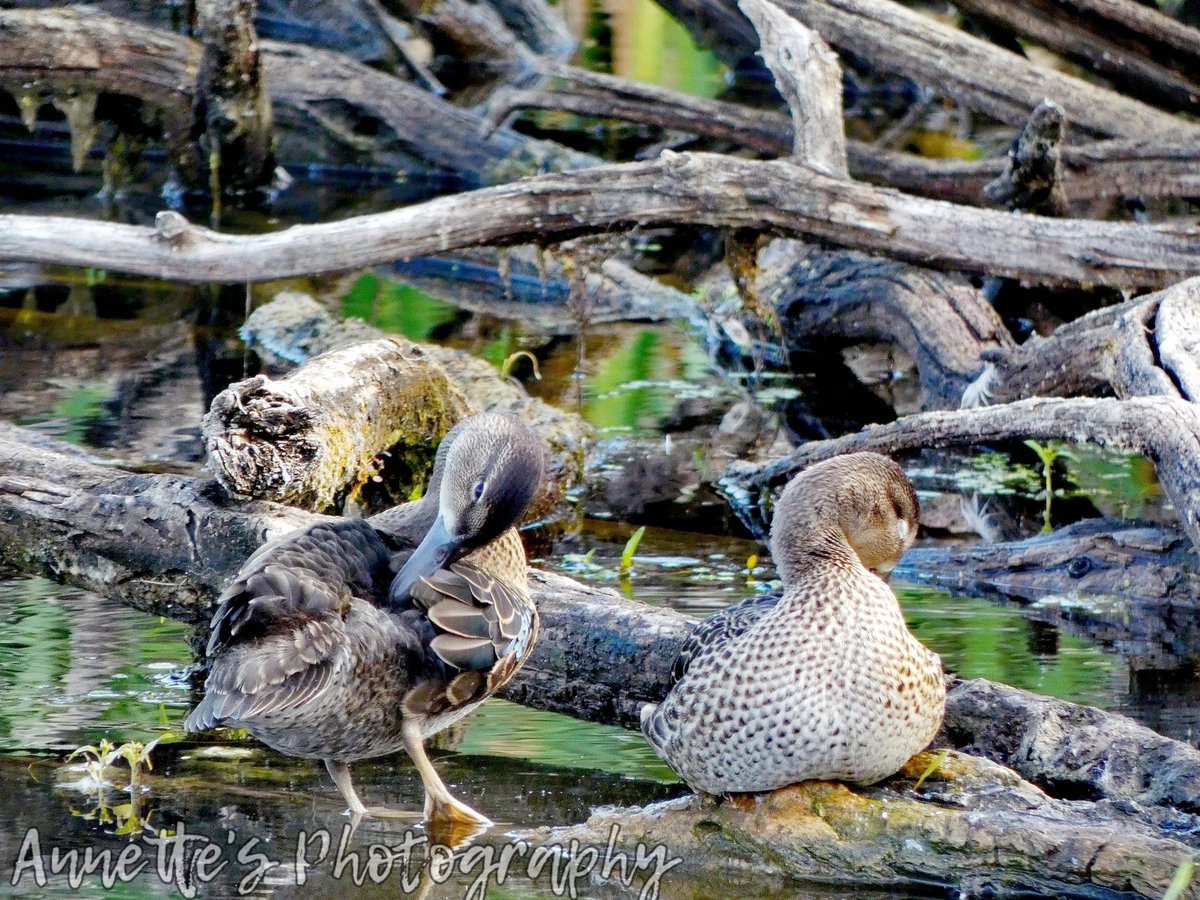 WylieAnnette's tweet photo. It sure was fun watching this family! @ctvsaskatoon @GlobalSaskatoon @NaturehawkPhoto @Picfair @PicPublic @Melissa14939488 @YourSaskatoon #duckfamily #familyoutting #NaturePhotography #naturelovers #familyfunday #beautifulday #viewbug #nature https://t.co/kB0GgCNQ1e