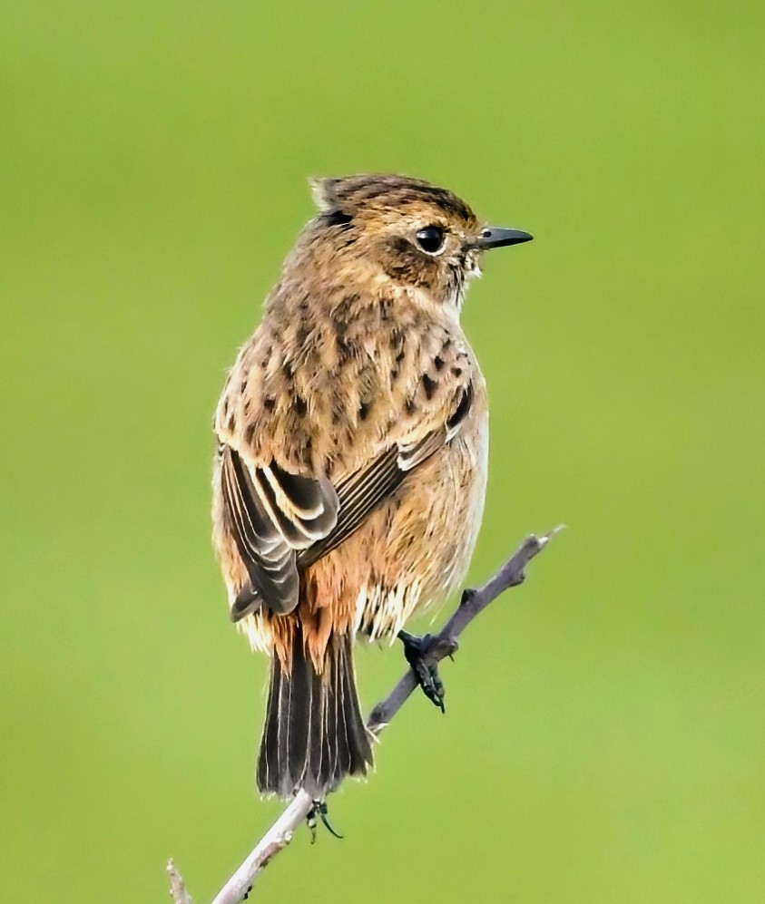 Stonechat. Always photogenic