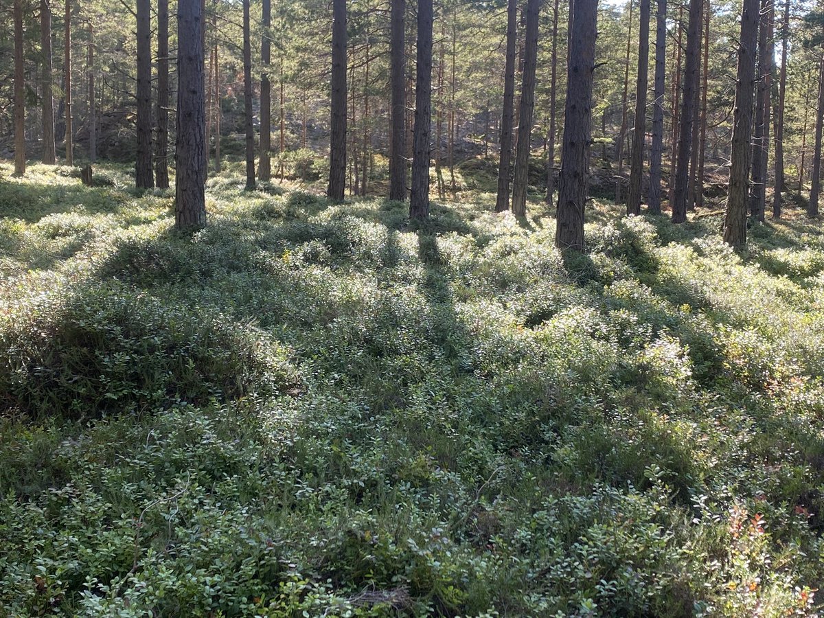 Erik Bernhardsson tweet media