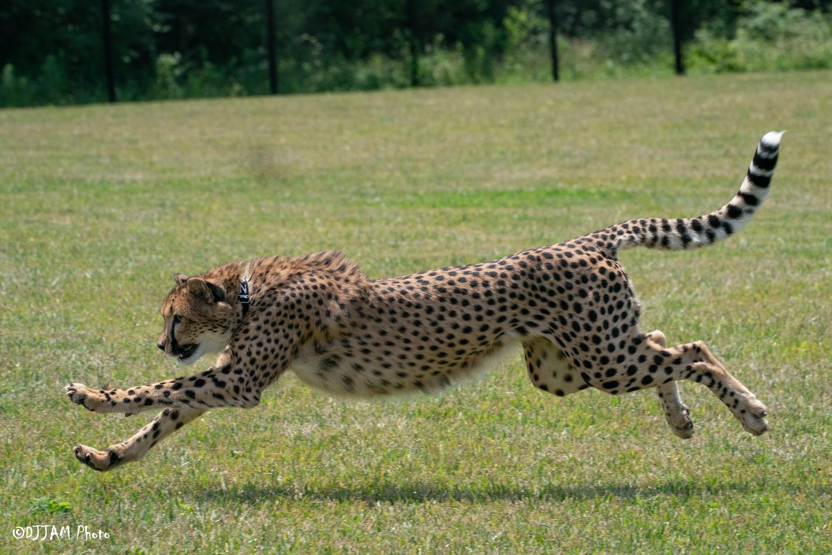 Fastest Animal On Land Speed