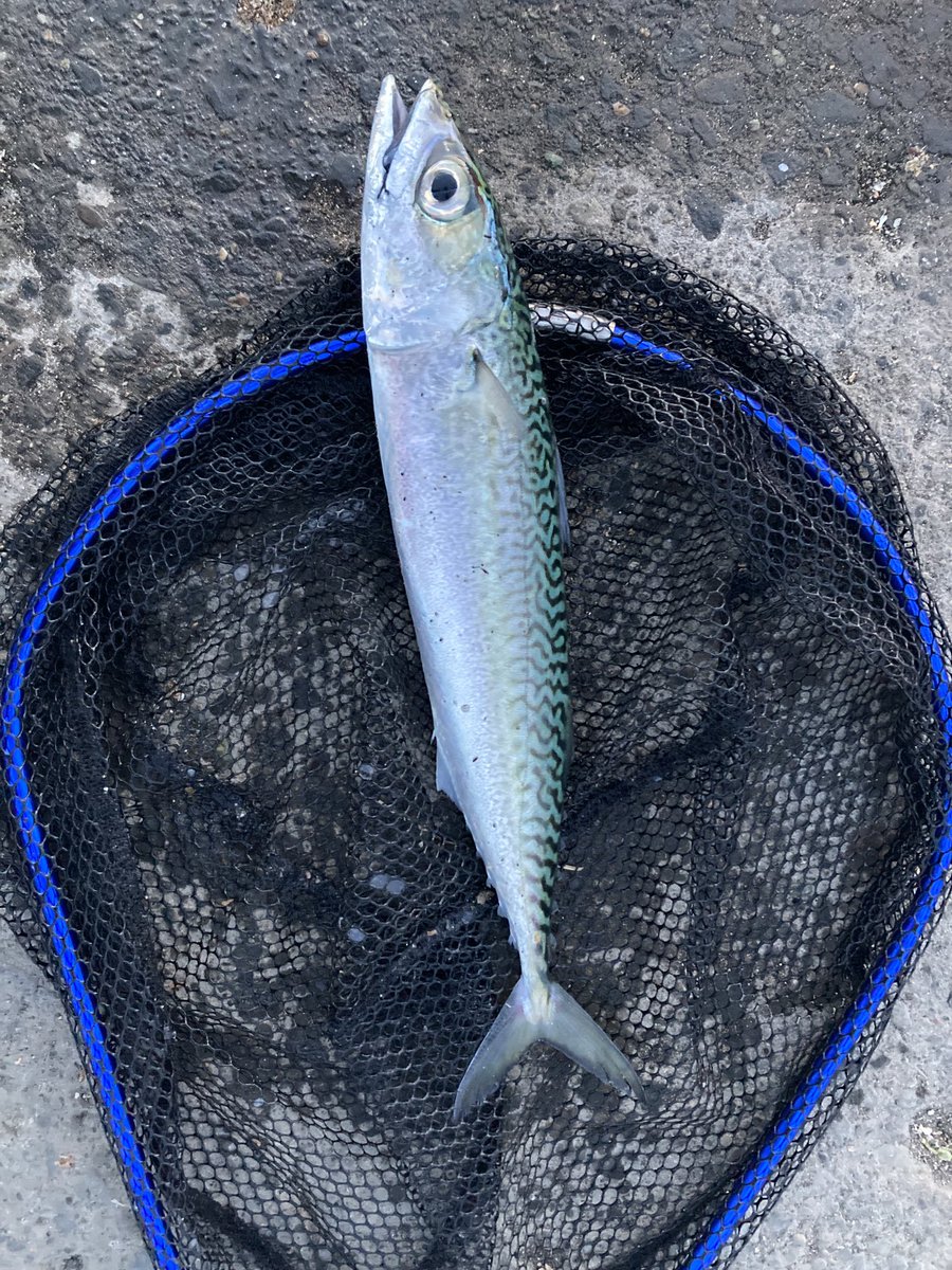 nekosomewhere's tweet photo. マサバ（35 cm）

この日はサバが30 cm弱中心にまぁまぁ釣れました
他にフクラギも。北海道の堤防釣りでブリ（標準和名）採ったのは初めて。海水温の上昇は魚的にも確かなよう🐱

#堤防釣り #サビキ釣り #石狩湾 https://t.co/HA1v0Z8vwj