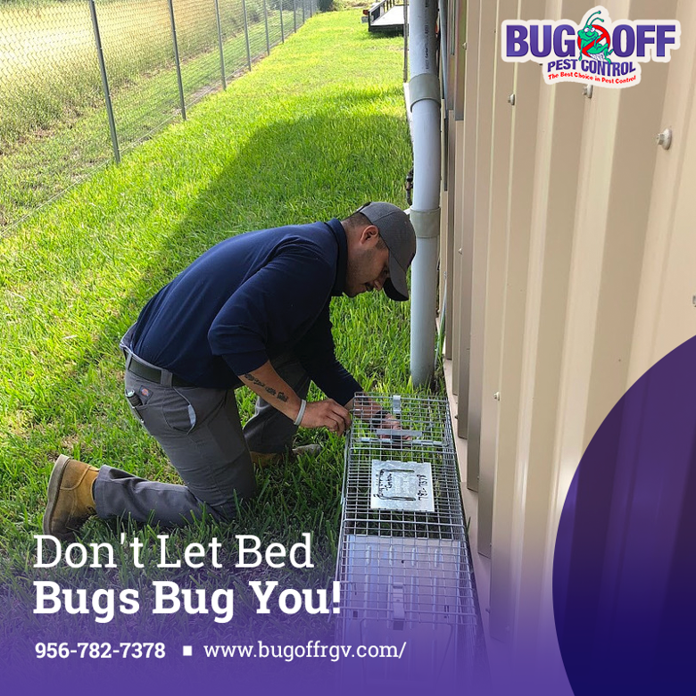 BugOffRGV's tweet image. Rest easy and eliminate bed bugs from your home. Reach out to our friendly pest control experts and enjoy a peaceful sleep again. Give us a call at 956-782-7378 and let us take care of the rest.