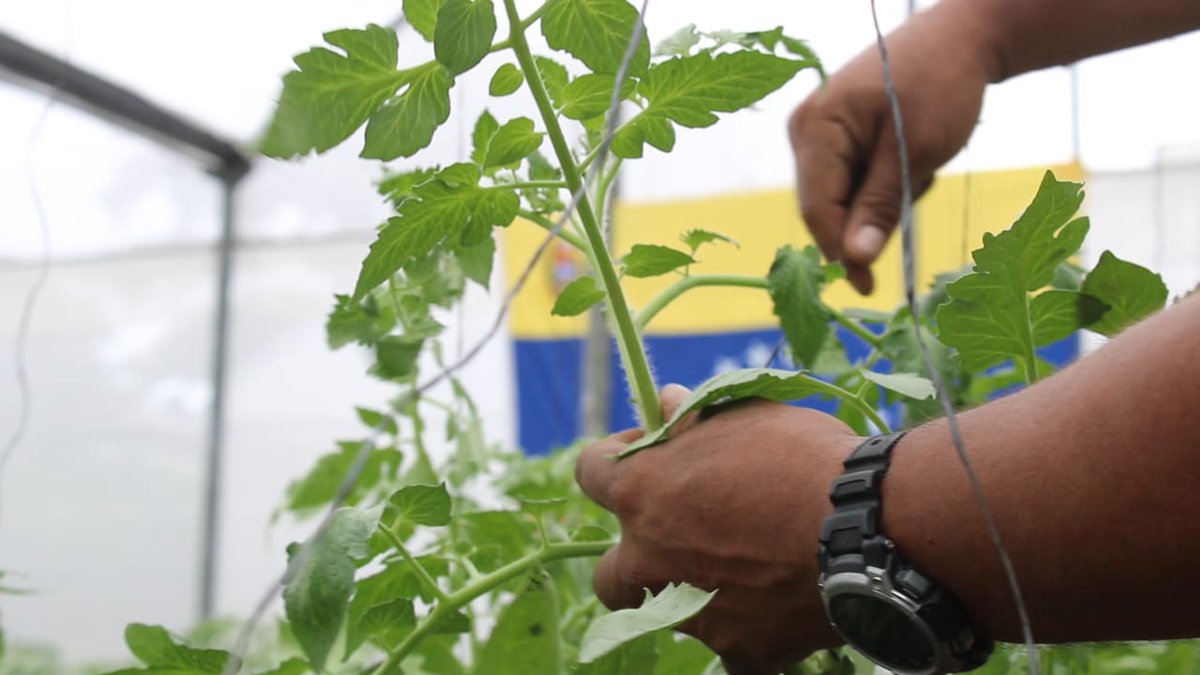 #30JJu|  🇻🇪 📢 ¡ETIQUETA DEL DÍA! ▶️ 

 #VenezuelaTierraProductiva

¡Vamos es pa'lante!