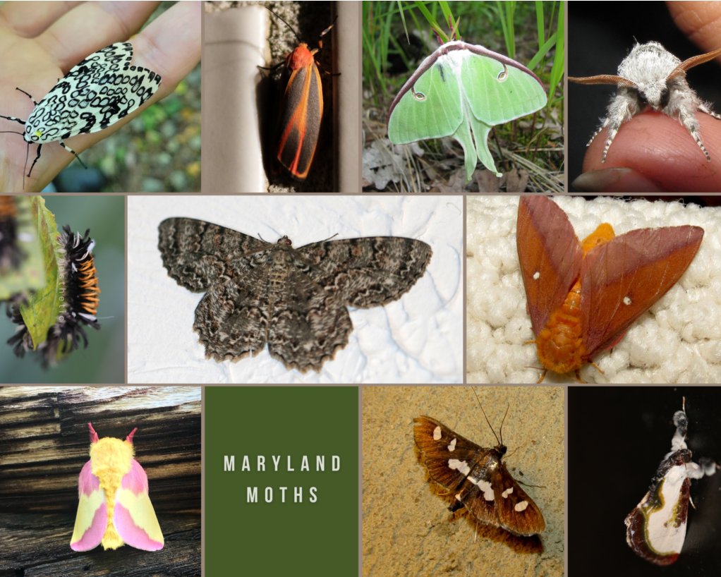 How to Host a #Moth Party by @kwixted0  #NationalMothWeek  kerrysnature.org/how-to-host-a-…