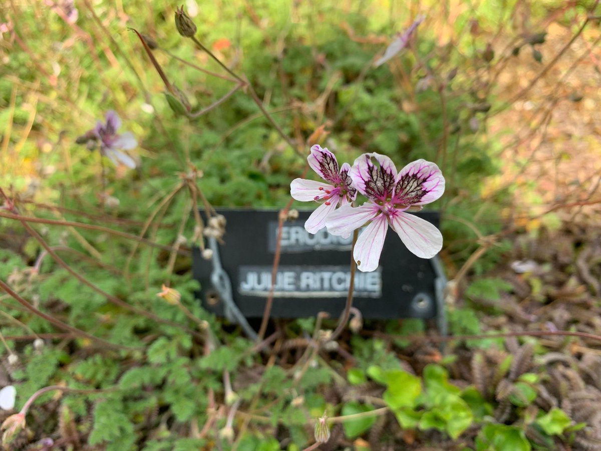 Spotted this beauty of a bloom today in the garden. Can you read the name?

Erodium 'Julie Ritchie is a ferny, silvery foliage plant with very pale pink petals with pink eyes and stamens. The particularly delicate markings give this plant its beautiful distinction.
#erodium