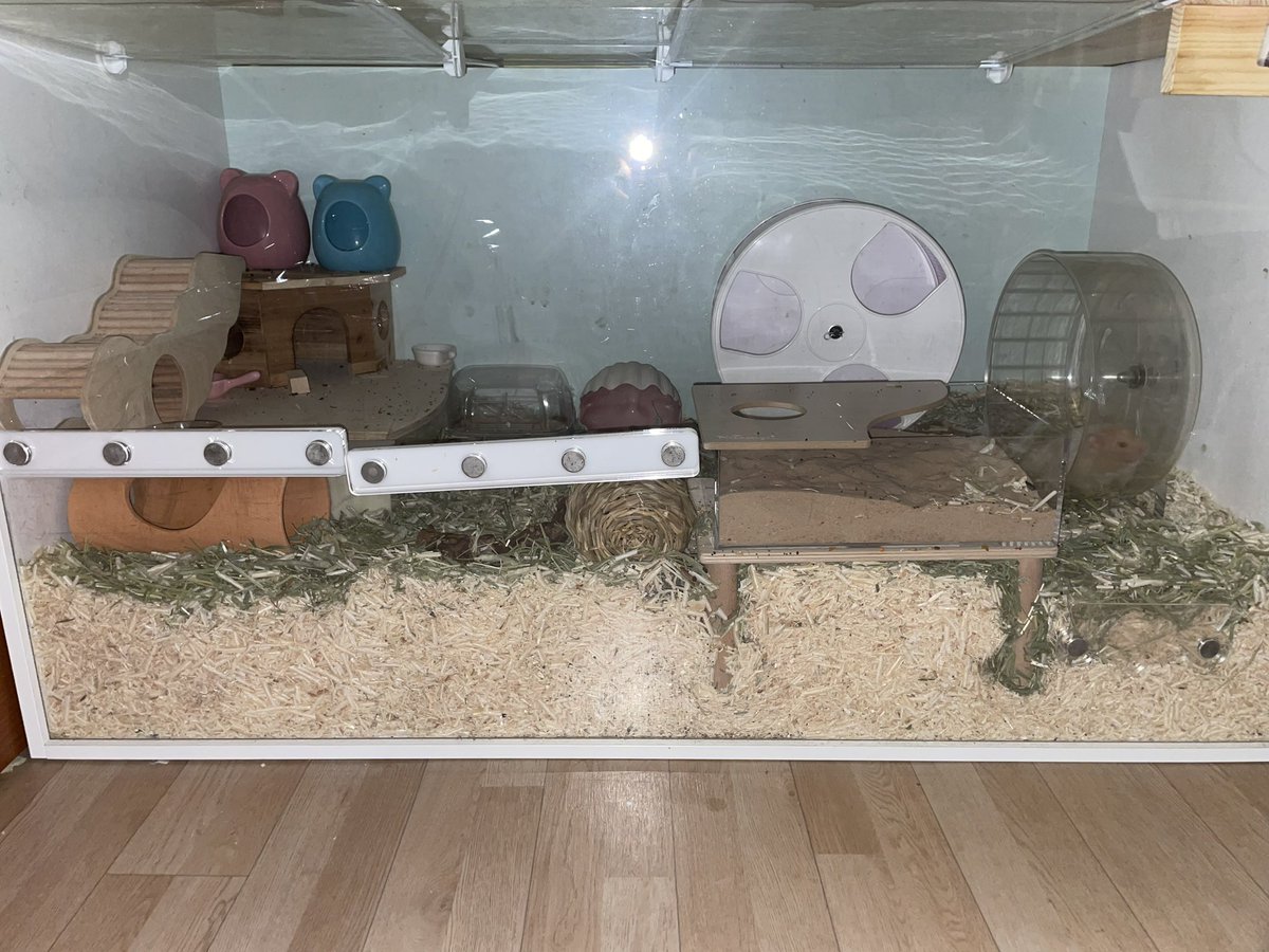 HamsterJohn_'s tweet photo. 아나 플래시 켜둔줄모르고 ㅠ 사진찍앗는데 멍충이 챗바퀴타는거포착 https://t.co/55l9ApqAsA