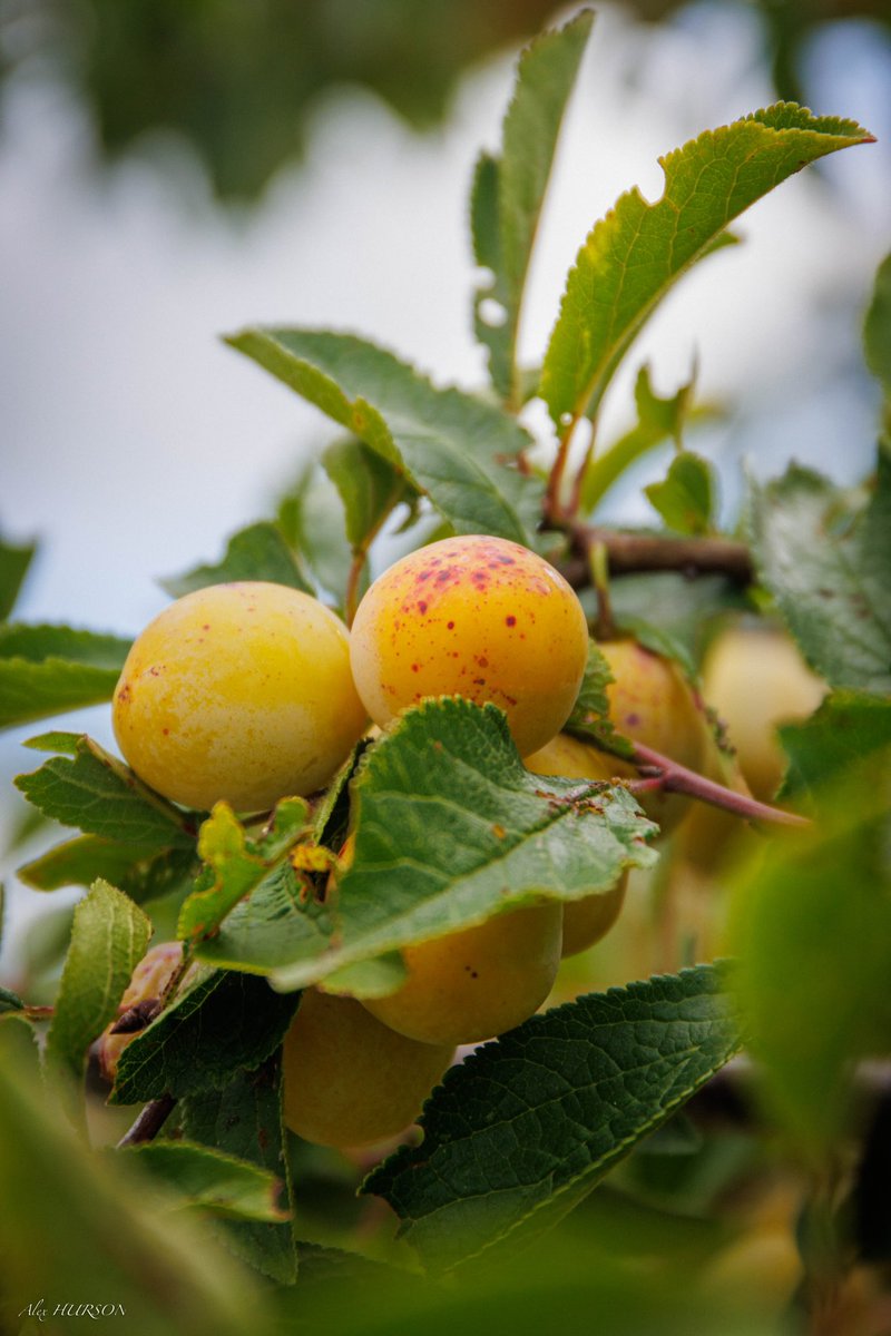 Alexandre HURSON tweet media