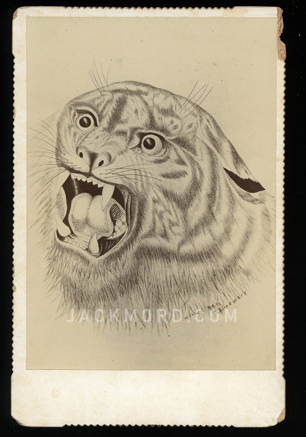 🐯 1890s tattoo flash art 
#InternationalTigerDay