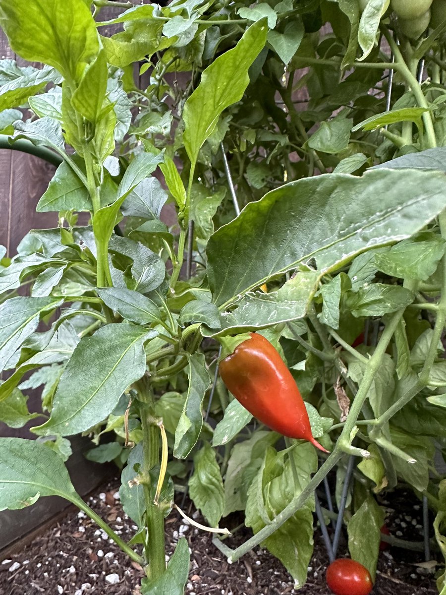 🍓🥬🌶️🍇 Summer garden bounty! Strawberries, tomatoes, grapes and chiles! 😀

#gardening