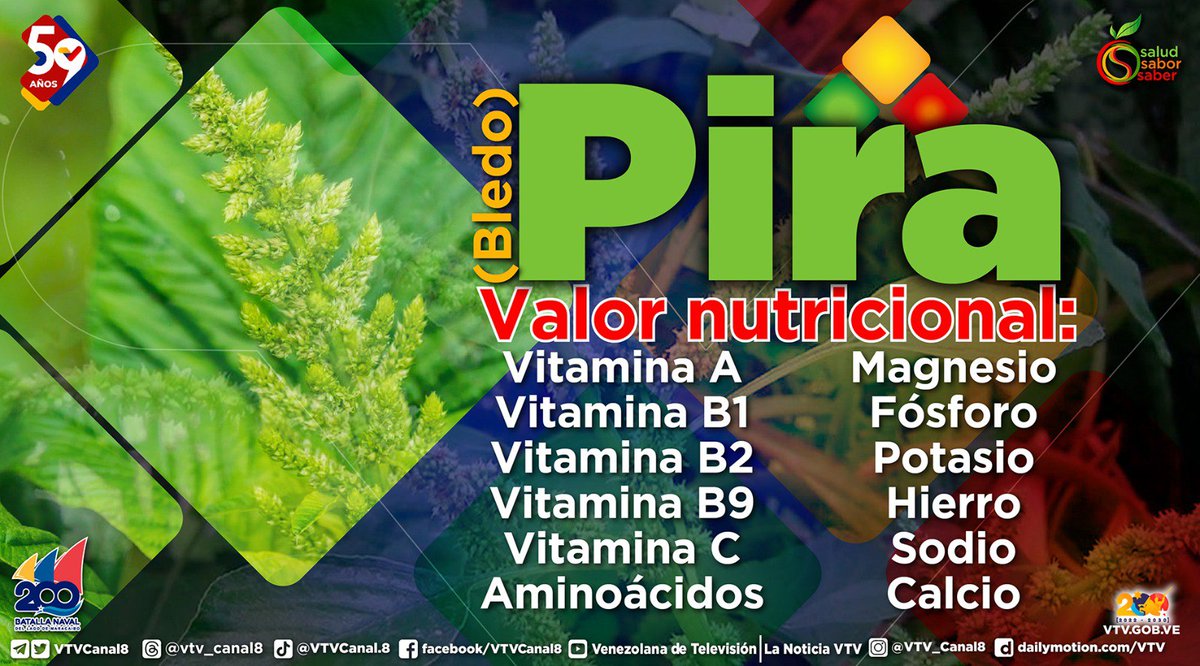VTVcanal8's tweet photo. #SabíasQue🤔| La pira es una planta rica en nutrientes esenciales para nuestro organismo, como hierro, calcio, vitamina C y fibra. Además, es baja en calorías y grasas, lo que la convierte en una excelente opción para incluir en una dieta saludable.

#VenezuelaTierraProductiva https://t.co/qSCOryxu9z