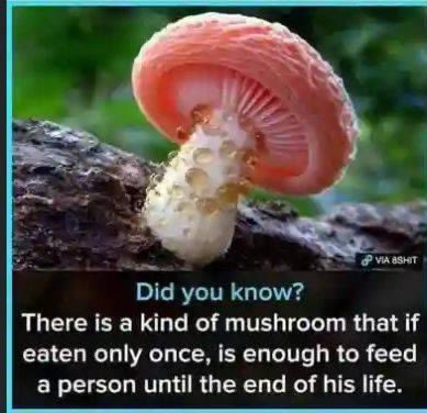All mushrooms are edible, some only once - Terry Pratchett