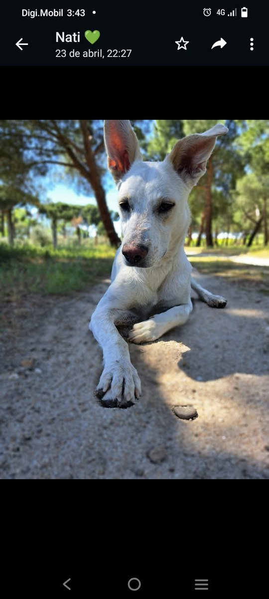 KendraRolera's tweet photo. Se busca persona que quiera adoptar una perrita. Es muy activa, pero se porta muy bien. 
Nombre luna
2 años
Peso 20 kg
Castrada y vacunada 
A quien le interese que más hable por MD https://t.co/LKD0uLtJxp
