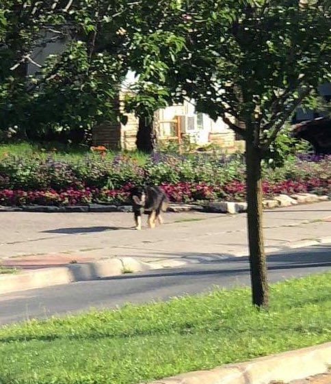 jen_cyr's tweet photo. Hopefully this doggy made their way home.
Spotted loose around Queen and Schneider about an hour ago, near downtown #Kitchener

Had my dog with me so couldn’t follow. https://t.co/wFWvy9cRrK