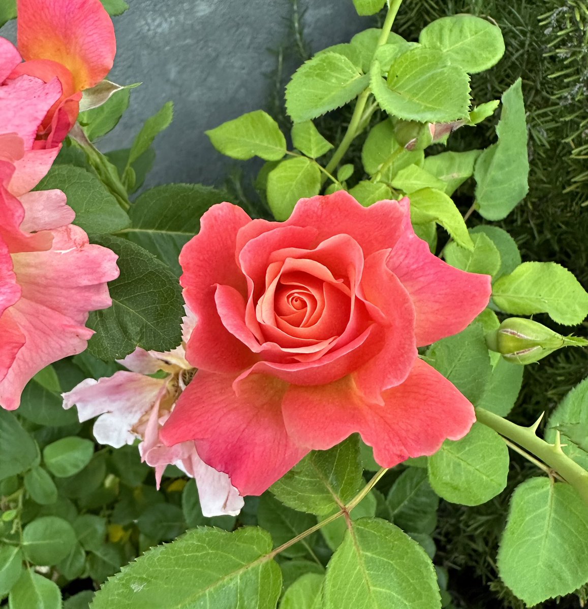 🌹☺️ Sharing some beautiful Sunday morning roses 

#sundayvibes #gardening #NatureBeauty