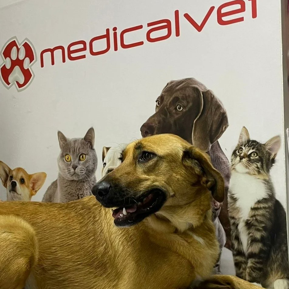A Farrusca e o Não Se Diz já estão protegidos!! 🐶🐶🛡

medicalvetfundao
☎️ 968578814