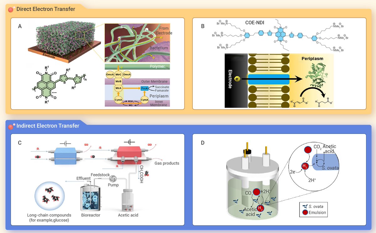 The Innovation Materials (Commentary)

Harnessing microbial electrosynthesis for a sustainable future
@The_InnovationJ @SmartMat2 @ChinChemLett @njuniversity #electrosynthesis 
doi.org/10.59717/j.xin…