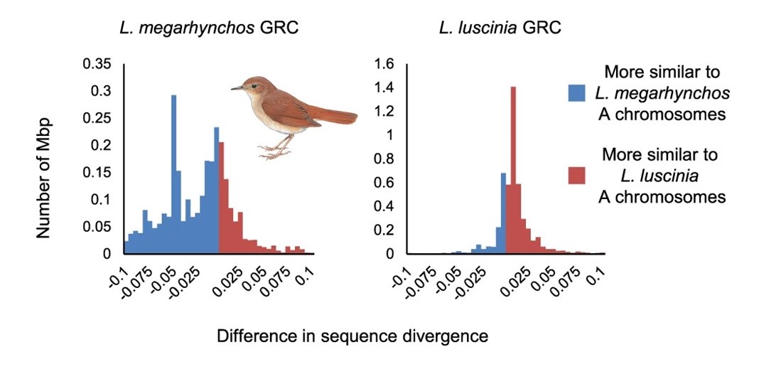 Bird Ecology & Migration Lab (@aviecomig) on Twitter photo Schlebusch et al. (2023) Rapid gene content turnover on the germline-restricted chromosome in songbirds <a href="/NatureComms/">Nature Communications</a>
doi.org/10.1038/s41467… | <a href="/fjruizruano/">Francisco J Ruiz-Ruano</a> <a href="/alexander_suh/">Alexander Suh 서상재</a> <a href="/science_charles/">Faculty of Science of Charles University</a> <a href="/imgprague/">Institute of Molecular Genetics</a> <a href="/aeegivb/">Avian Evolutionary Ecology Group at IVB</a> <a href="/ivb_cas/">Institute of Vertebrate Biology</a> | #ornithology Schlebusch et al. (2023) Rapid gene content turnover on the germline-restricted chromosome in songbirds <a href="/NatureComms/">Nature Communications</a>
doi.org/10.1038/s41467… | <a href="/fjruizruano/">Francisco J Ruiz-Ruano</a> <a href="/alexander_suh/">Alexander Suh 서상재</a> <a href="/science_charles/">Faculty of Science of Charles University</a> <a href="/imgprague/">Institute of Molecular Genetics</a> <a href="/aeegivb/">Avian Evolutionary Ecology Group at IVB</a> <a href="/ivb_cas/">Institute of Vertebrate Biology</a> | #ornithology