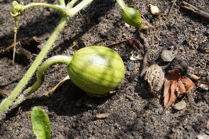 Lubicie agrest? Najlepszy z własnej dzialki😋 https://t.co/4Qw9yzMrpK