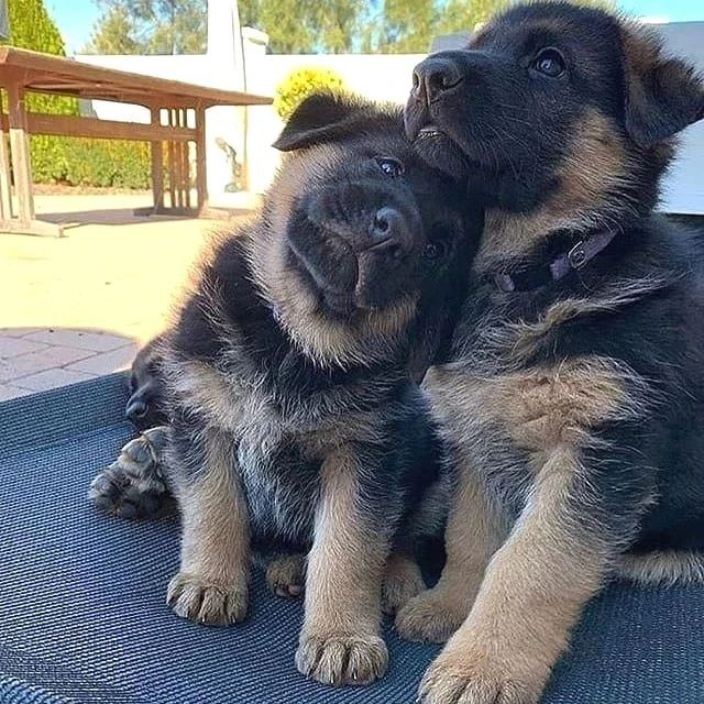You can't ignore this cuteness😍 📷Leave your comment to show your love📷#GermanShepherd #gsd #puppy