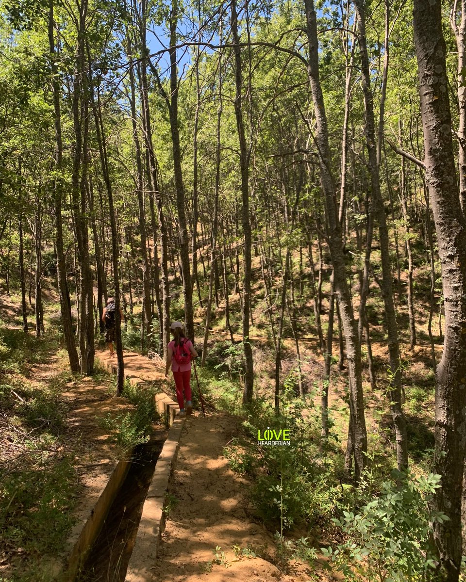 livlokfardebian's tweet photo. 📸 @charboulll
#forest #Aazer #kfardebian #lebanon 🇱🇧 #hiking #beauty #غابة_العذر #كف��دبيان https://t.co/OkgfNq8eFV