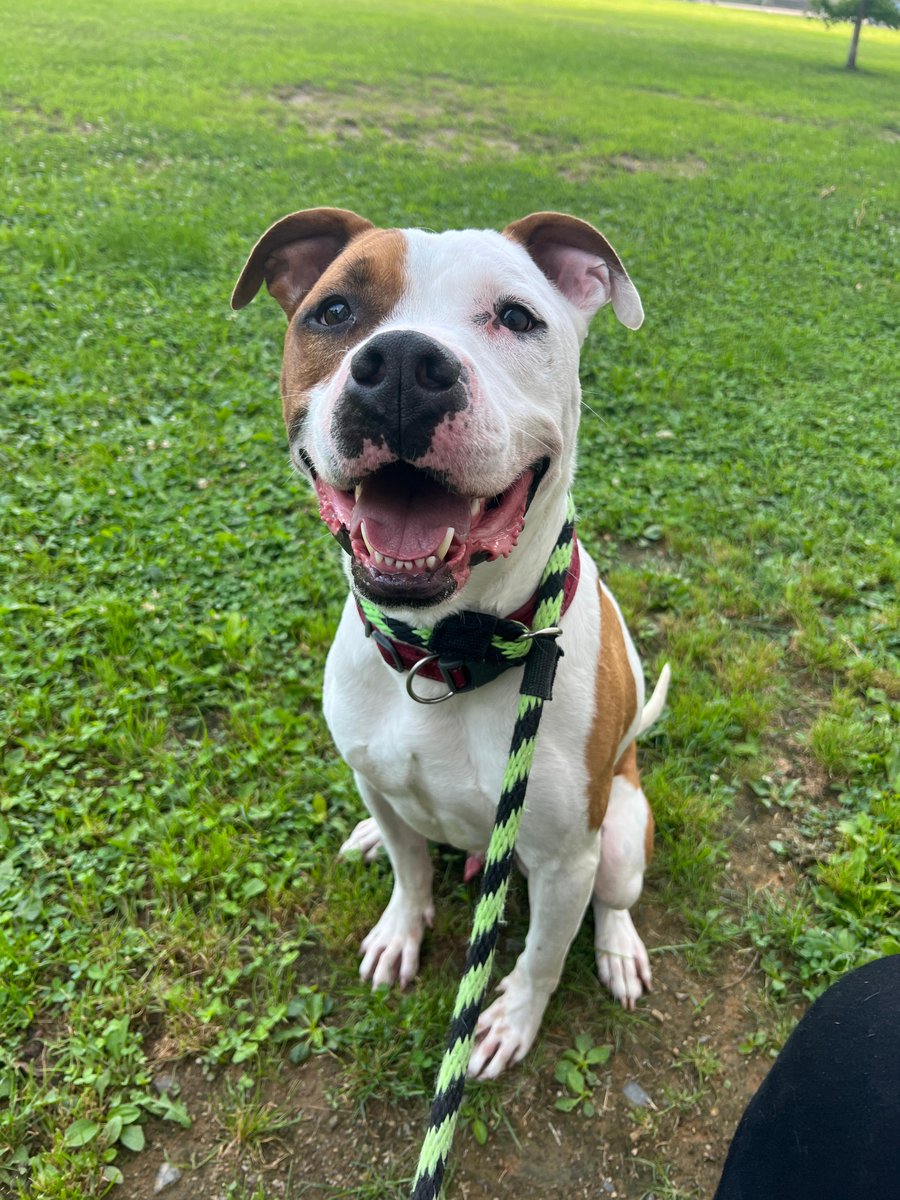 PSPCA's tweet photo. Roland checking in to remind you that ALL DOG (1-year-old and up) adoption fees are $10!

Today is the last day for this adoption promotion - we have so many deserving dogs just waiting for their chance.

We are open from 12-6:30PM and cannot wait to see you! https://t.co/nV96vvLRdK