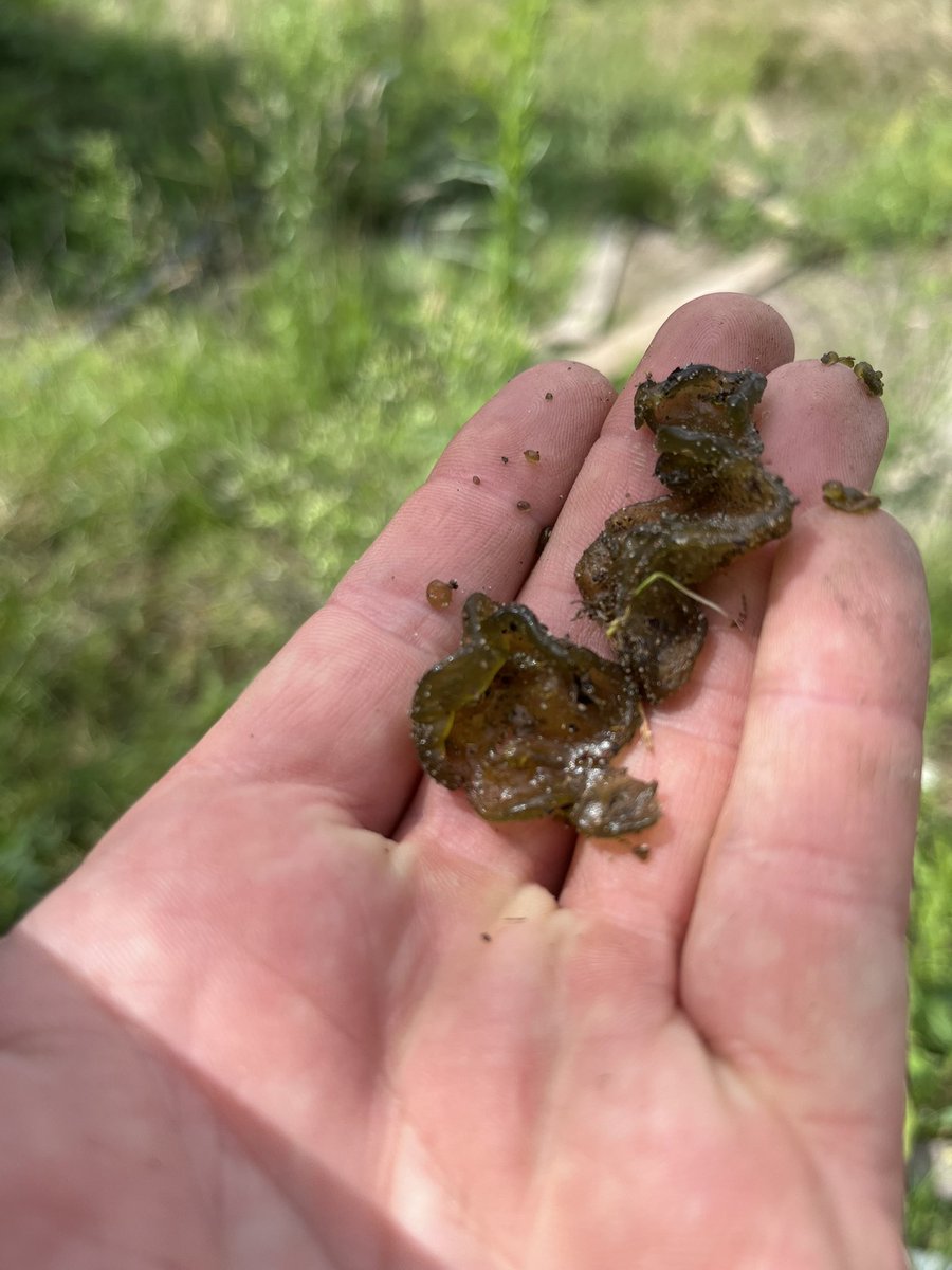 pietvanbeurden's tweet photo. Elk jaar een bijzonder fenomeen. Het lijkt of het zeewier heeft geregend. Dat is niet zo natuurlijk. Maar wat is dit groene zeewierslijmerige spul dan wel? Enig idee @BoswachterFrans #watisdit #dtv #boswachter #bioloog https://t.co/ENyjjn9DCD