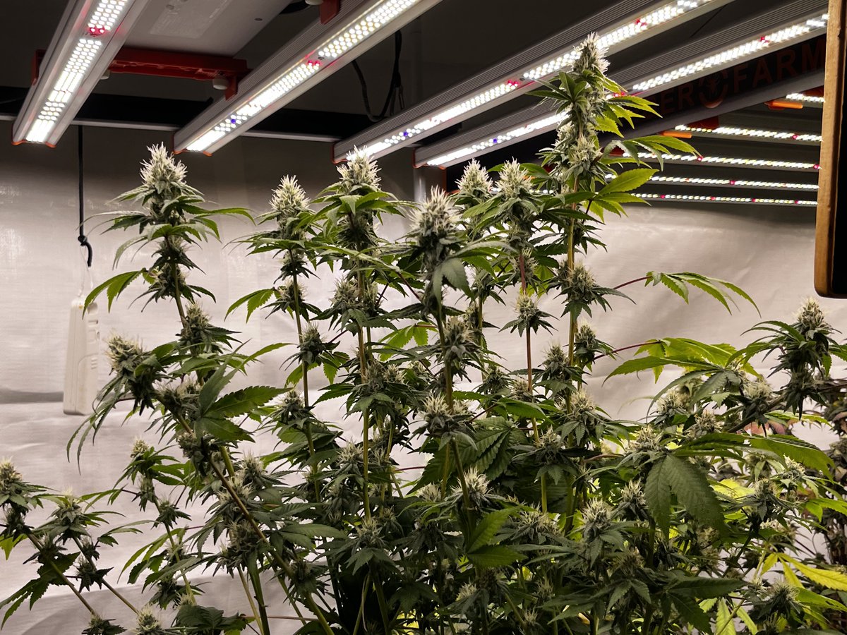 Hindu Glue by Walipini under the SE5000 and SE7000 by SpiderFarmer
#SE5000 #SpiderFarmer #SE7000