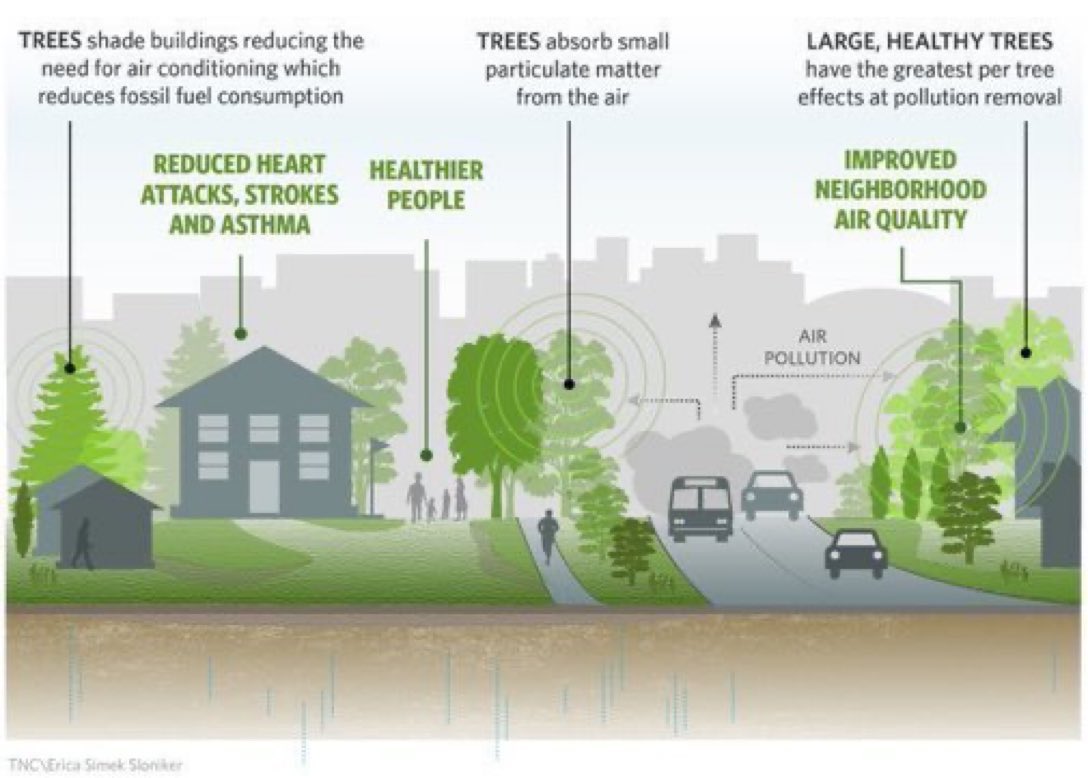 LGSpace's tweet photo. We need to plant many more native trees in urban spaces, and better protect and value existing ones. This helps nature and wildlife. It's #ClimateAction⁠. It reduces floods, pollution and urban heating. And it improves our lives. More: https://t.co/Lf4hmg5SKa Via @nature_org https://t.co/APfs9aw70h